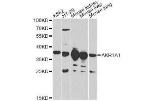 Western blot analysis of extracts of various cell lines, using AKR1A1 antibody. (AKR1A1 anticorps  (AA 1-325))