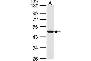 WB Image Sample (30 ug of whole cell lysate) A: A549 10% SDS PAGE antibody diluted at 1:1000 (NR1H2 anticorps  (N-Term))