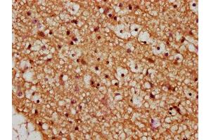 IHC image of ABIN7166319 diluted at 1:245 and staining in paraffin-embedded human brain tissue performed on a Leica BondTM system. (WNT9A anticorps  (AA 206-365))