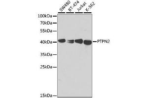 Western blot analysis of extracts of various cell lines, using PTPN2 antibody.