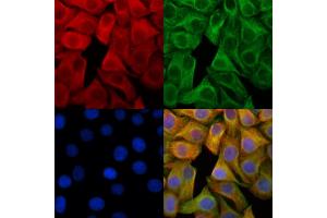 ABIN6262779 and ABIN6266571 staining Hela cells by IF/ICC.