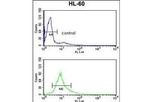 PSME2 Antibody (C-term) (ABIN390645 and ABIN2840943) flow cytometry analysis of HL-60 cells (bottom histogram) compared to a negative control cell (top histogram). (PSME2 anticorps  (C-Term))