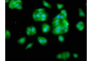 Immunofluorescence staining of HepG2 cells with ABIN7169549 at 1:66, counter-stained with DAPI.