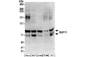 anti-RUN and FYVE Domain Containing 1 (RUFY1) (AA 658-708) antibody