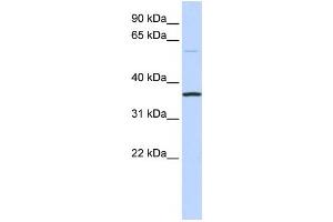 Western Blotting (WB) image for anti-Chromosome 16 Open Reading Frame 46 (C16ORF46) antibody (ABIN2459595) (C16ORF46 anticorps)
