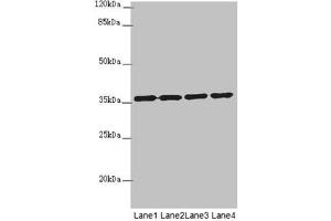 Western blot All lanes: OSGEP antibody at 3. (OSGEP anticorps  (AA 1-335))