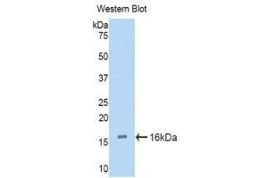 Western Blotting (WB) image for anti-Cubilin (Intrinsic Factor-Cobalamin Receptor) (CUBN) (AA 3511-3623) antibody (ABIN1858562) (CUBN anticorps  (AA 3511-3623))