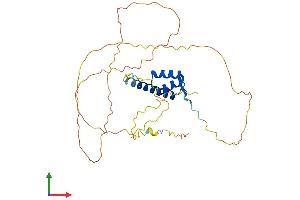AlphaFold protein structure predicition of Mouse Recombinant Nkx3-2 Protein, UniprotID P97503