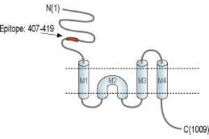 Representative domain view of the target of ABIN7043235.