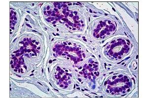 Immunohistochemistry (IHC) image for anti-Cryptochrome 1 (Photolyase-Like) (CRY1) antibody (ABIN781975)