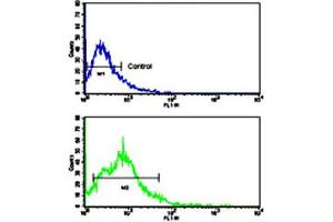 Flow cytometric analysis of HL-60 cells using BACE2 polyclonal antibody (bottom histogram) compared to a negative control cell (top histogram). (BACE2 anticorps  (Internal Region))