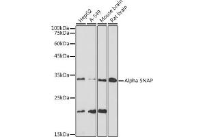 Western blot analysis of extracts of various cell lines, using Alpha SNAP antibody (ABIN7268779) at 1:1000 dilution. (NAPA anticorps)