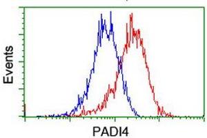 Image no. 6 for anti-Peptidyl Arginine Deiminase, Type IV (PADI4) antibody (ABIN1500017)