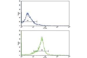 Flow cytometric analysis of WiDr cells using WNT5B antibody (bottom histogram) compared to a negative control (top histogram).