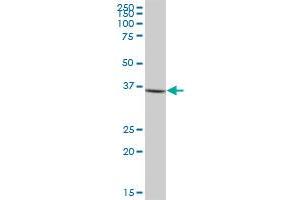 CTSG MaxPab polyclonal antibody.