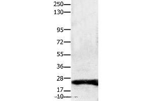Western blot analysis of Hela cell, using CLDN1 Polyclonal Antibody at dilution of 1:1900 (Claudin 1 anticorps)