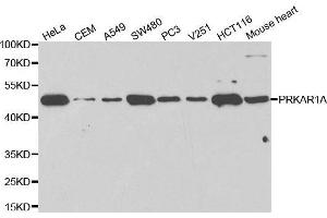 Western blot analysis of extracts of various cell lines using PRKAR1A antibody. (PRKAR1A anticorps  (AA 1-250))