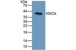 Western Blot; Sample: Recombinant BMP10, Human. (BMP10 anticorps  (AA 315-424))