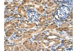 Image no. 2 for anti-Stromal Cell Derived Factor 2 (SDF2) (AA 31-80) antibody (ABIN321503) (SDF2 anticorps  (AA 31-80))