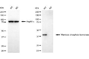 Western blotting analysis using mannose phosphate isomerase antibody (ABIN7799328).