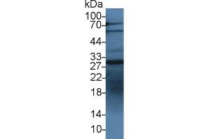 Western Blot; Sample: Human HepG2 cell lysate; Primary Ab: 3µg/ml Rabbit Anti-Bovine IGFBP1 Antibody Second Ab: 0. (IGFBPI anticorps  (AA 112-263))