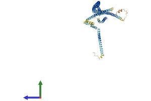 AlphaFold protein structure predicition of Mouse Recombinant Cux1 Protein, UniprotID P70403