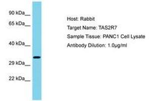 Image no. 1 for anti-Taste Receptor, Type 2, Member 7 (TAS2R7) (AA 155-204) antibody (ABIN6750604) (TAS2R7 anticorps  (AA 155-204))