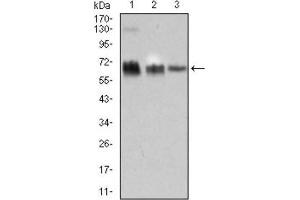 Western Blotting (WB) image for anti-TRAF-Type Zinc Finger Domain Containing 1 (TRAFD1) (AA 401-582) antibody (ABIN1845342) (TRAFD1 anticorps  (AA 401-582))