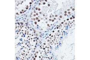 Immunohistochemistry of paraffin-embedded mouse testis using DGCR8 Rabbit pAb (ABIN7266761) at dilution of 1:200 (40x lens). (DGCR8 anticorps)