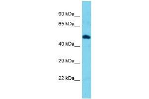 Host: Rabbit  Target Name: Tekt3  Sample Tissue: Mouse Muscle lysates  Antibody Dilution: 1. (Tektin 3 anticorps  (N-Term))