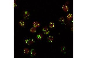 ABIN1019660 (10ug/ml) staining (red, AlexaFluor 555) of Drosophila S2 cells, co-stained with MG130 rabbit antibody (green, AlexaFluor 488). (Lava Lamp anticorps  (Internal Region))