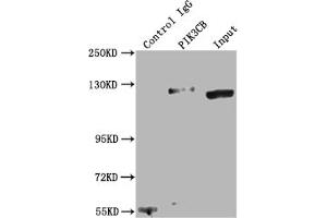 Immunoprecipitating PIK3CB in K562 whole cell lysate Lane 1: Rabbit control IgG instead of ABIN7127763 in K562 whole cell lysate.
