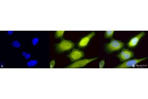 Immunocytochemistry/Immunofluorescence analysis using Rabbit Anti-AHA1 Polyclonal Antibody . (AHSA1 anticorps  (Biotin))