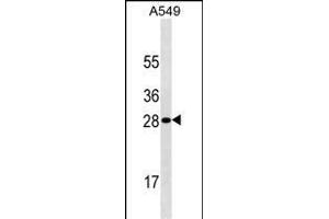 HPRT1 Antibody ABIN1539946 western blot analysis in A549 cell line lysates (35 μg/lane). (HPRT1 anticorps  (AA 150-178))