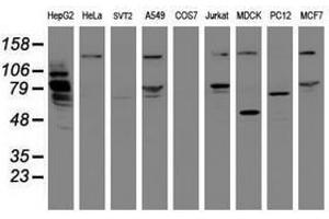 Image no. 4 for anti-Mitochondrial Intermediate Peptidase (MIPEP) (AA 174-516) antibody (ABIN1491019) (MIPEP anticorps  (AA 174-516))