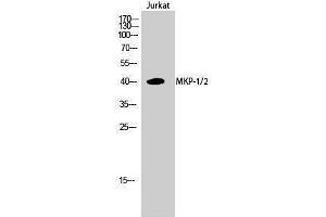 Western Blotting (WB) image for anti-Dual Specificity Phosphatase 1/4 (DUSP1/4) (Lys92) antibody (ABIN3185574) (MKP-1/2 anticorps  (Lys92))
