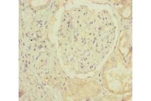 Immunohistochemistry of paraffin-embedded human kidney tissue using ABIN7160136 at dilution of 1:100