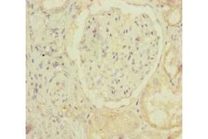 Immunohistochemistry of paraffin-embedded human kidney tissue using ABIN7160136 at dilution of 1:100 (MOCS2 anticorps  (Catalytic Subunit))