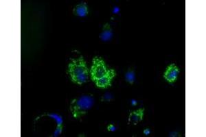 Anti-HIBCH mouse monoclonal antibody (ABIN2453123) immunofluorescent staining of COS7 cells transiently transfected by pCMV6-ENTRY HIBCH (RC209814). (HIBCH anticorps)