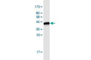 Western Blot detection against Immunogen (40.