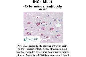 Image no. 1 for anti-Histone-Lysine N-Methyltransferase MLL4 (MLL4) (C-Term) antibody (ABIN1736980) (MLL4 anticorps  (C-Term))
