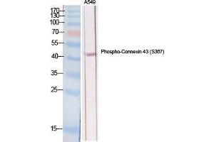 Western Blot (WB) analysis of specific cells using Phospho-Connexin 43 (S368) Polyclonal Antibody. (Connexin 43/GJA1 anticorps  (pSer368))