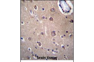SLC8A3 Antibdy (C-term) (ABIN656735 and ABIN2845959) immunohistochemistry analysis in formalin fixed and paraffin embedded human brain tissue followed by peroxidase conjugation of the secondary antibody and DAB staining.