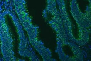 IF analysis of TXNDC5 using anti-TXNDC5 antibody (ABIN7599699). (TXNDC5 anticorps  (AA 109-403))