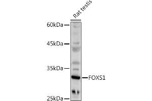 Western blot analysis of extracts of Rat testis, using FOXS1 antibody (ABIN7267251) at 1:500 dilution.