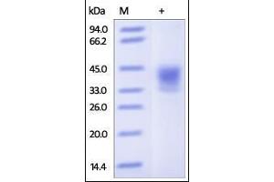 SDS-PAGE (SDS) image for CD38 (AA 43-300) (Active) protein (His tag) (ABIN2180767)