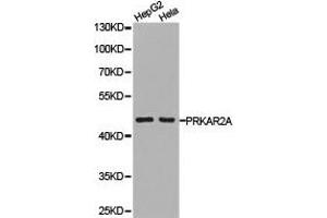 Western Blotting (WB) image for anti-Protein Kinase, CAMP-Dependent, Regulatory, Type II, alpha (PRKAR2A) antibody (ABIN1874287) (PRKAR2A anticorps)