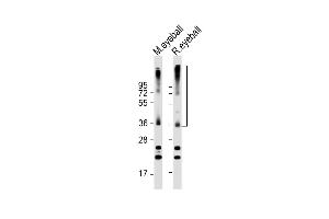 All lanes : Anti-RHO Antibody (C-term) at 1:2000 dilution Lane 1: mouse eyeball lysate Lane 2: rat eyeball lysate Lysates/proteins at 20 μg per lane.