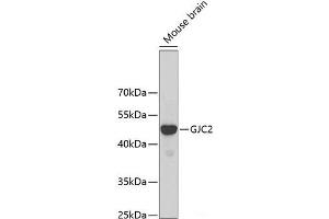 Western blot analysis of extracts of Mouse brain using GJC2 Polyclonal Antibody at dilution of 1:500. (GJC2 anticorps)