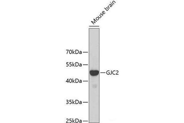 GJC2 抗体
